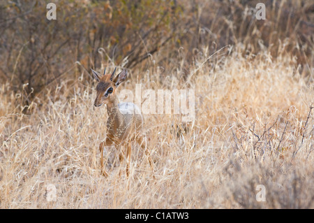 Mâle adulte Kirk's dik-dik (Madoqua kirkii) courir dans l'herbe à Samburu National Reserve, Kenya, Africa Banque D'Images