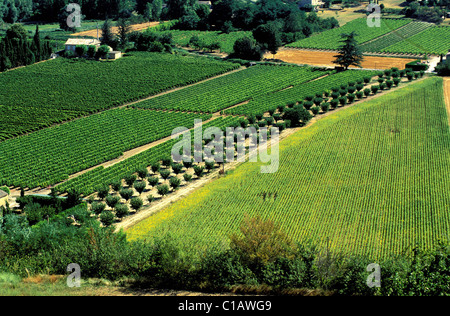 La France, Vaucluse, vignoble dans le parc naturel régional du Luberon Banque D'Images