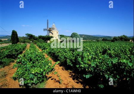 La France, Vaucluse, vignoble dans le parc naturel régional du Luberon Banque D'Images