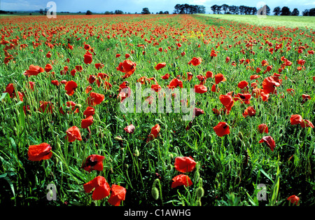 La France, Vaucluse, champ de coquelicots dans le parc naturel régional du Luberon Banque D'Images