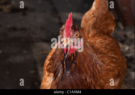 Portrait de poule mouillée Banque D'Images