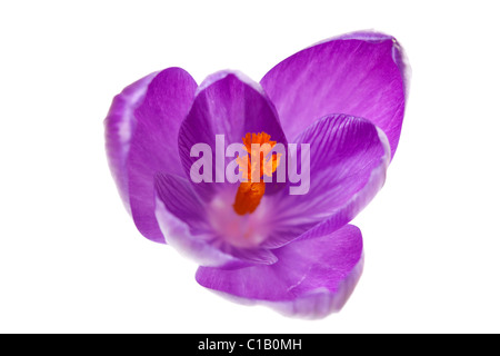 Dutch rose fleur de crocus de printemps sur fond blanc Banque D'Images