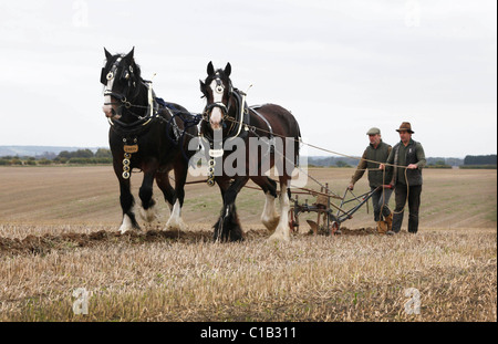 Un homme apprend l'art de labour à l'aide de chevaux. Banque D'Images