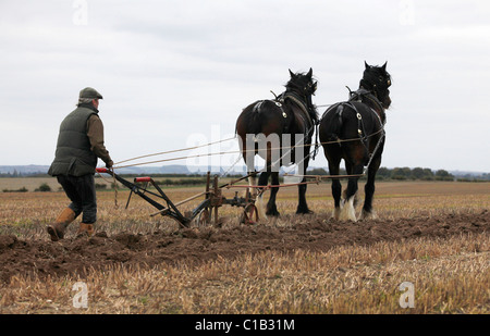 Un homme apprend l'art de labour à l'aide de chevaux. Banque D'Images