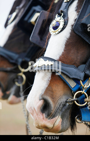 Un homme apprend l'art de labour à l'aide de chevaux. Banque D'Images