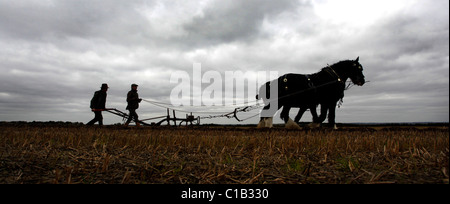 Un homme apprend l'art de labour à l'aide de chevaux. Banque D'Images