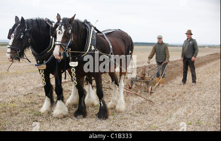Un homme apprend l'art de labour à l'aide de chevaux. Banque D'Images
