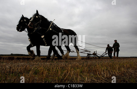 Un homme apprend l'art de labour à l'aide de chevaux. Banque D'Images