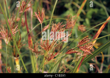 Galingale (Cyperus longus : Cyperaceae carex) dans un marais, au Royaume-Uni. Banque D'Images