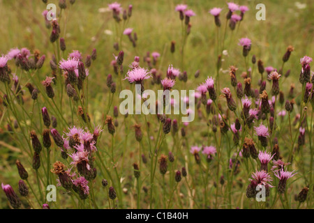 Vu-millepertuis (Serratula tinctoria : Asteraceae), Royaume-Uni. Banque D'Images