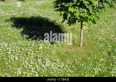 Petite maple en vert prairie avec peu de marguerites Banque D'Images