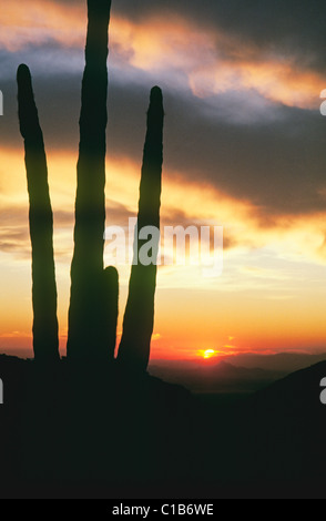 Un coucher de soleil dans le désert de Sonora du sud de l'Arizona, avec Saguaro cactus au premier plan. Banque D'Images