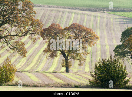 Arbre de chêne mature élégamment placé dans un champ d'orge fraîchement coupé au début de l'automne temps Banque D'Images