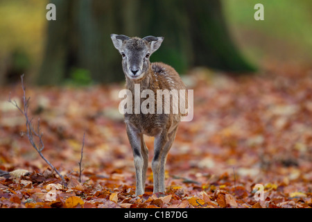 Mouflon (Ovis gmelini européenne / Ovis ammon musimon / Ovis orientalis musimon) agneau dans la forêt en automne, Allemagne Banque D'Images