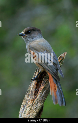 (Perisoreus infaustus de Sibérie) perché sur tronc d'arbre, Suède Banque D'Images