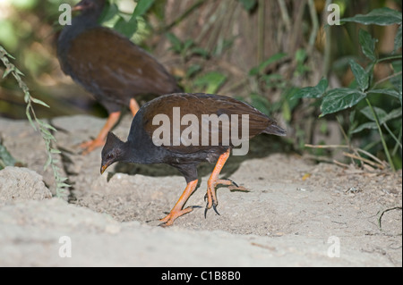 Les putois d'Scrubfowl Orange Megapodius reinwardt Queensland Australie Octobre Banque D'Images