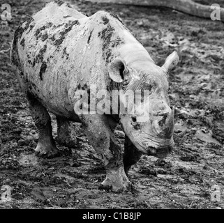 Les rhinocéros noirs dans la boue Banque D'Images