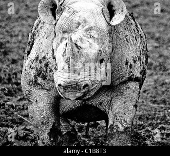 Les rhinocéros noirs dans la boue Banque D'Images