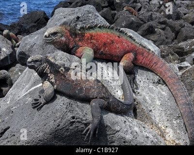 Un mâle et femelle Iguane marin (Amblyrhynchus cristatus) dans les îles Galapagos (Île Floreana) Banque D'Images