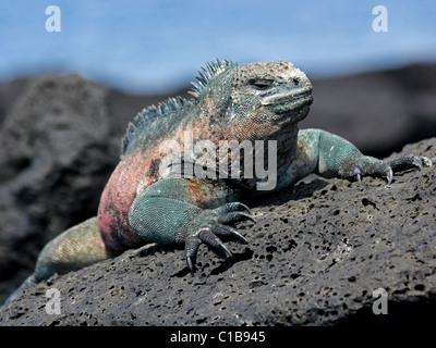 Un mâle Iguane marin (Amblyrhynchus cristatus) dans les îles Galapagos (Île Floreana) Banque D'Images