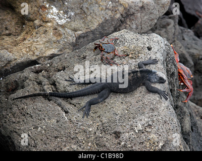 Iguane marin pèlerin (Amblyrhynchus cristatus) et Sally Lightfoot crabes (G. grapsus) dans les îles Galapagos (Floreana) Banque D'Images