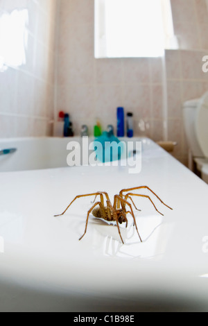 Maison commune araignée dans salle de bains Banque D'Images