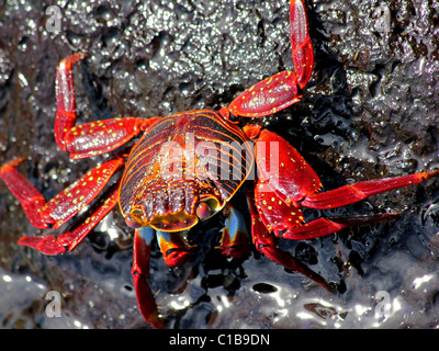 Un Sally Lightfoot Crab (Grapsus grapsus) dans les îles Galapagos Banque D'Images