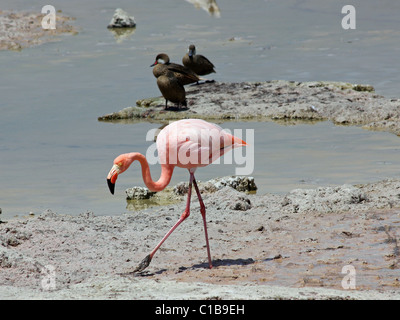 Flamant rose (Phoenicopterus rose roses) dans les îles Galapagos Banque D'Images