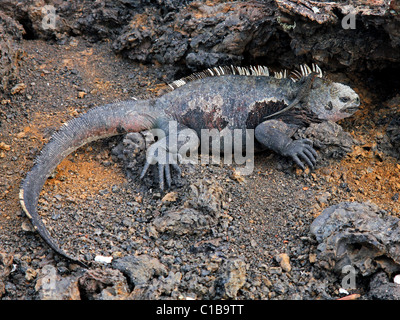 Un iguane marin (Amblyrhynchus cristatus) et Lava Lizard (Tropidurus sp.) dans les îles Galapagos (île Isabela) Banque D'Images