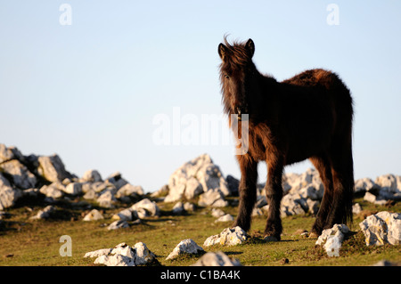 Un cheval sauvage noir vivant librement dans la montagne à la recherche de l'appareil photo. Banque D'Images