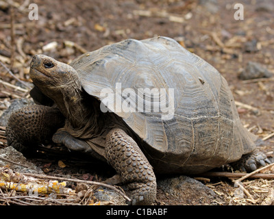 Une tortue géante des Galapagos (Geochelone nigra) dans les îles Galapagos (île Isabela) Banque D'Images