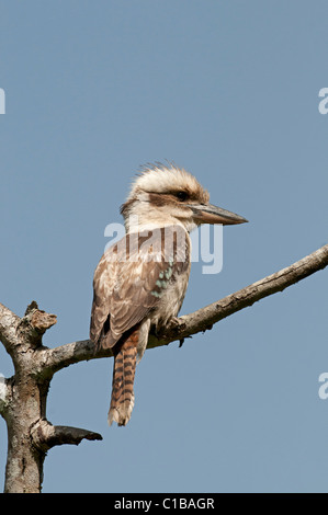 Laughing Kookaburra Dacelo Australie Queensland novaguinea Banque D'Images