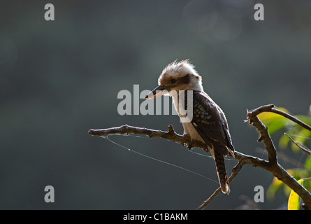 Laughing Kookaburra Dacelo Australie Queensland novaguinea Banque D'Images