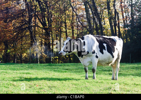 Les vaches laitières qui sont en ce moment grazingf à sec dans les champs en haut de Reigate Hill Banque D'Images