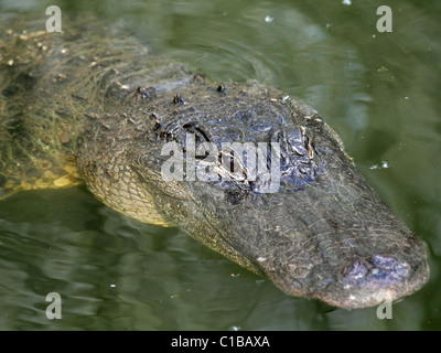 Alligator Alligator mississippiensis) (en Floride Banque D'Images