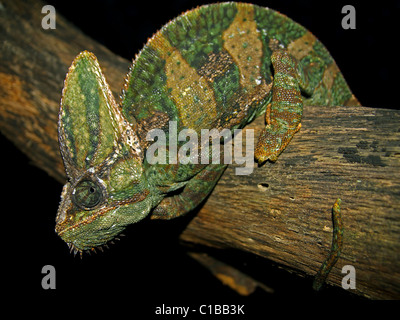 Un homme adulte (Chamaeleo calyptratus Caméléon voilée) en Floride (où c'est une espèce envahissante) Banque D'Images