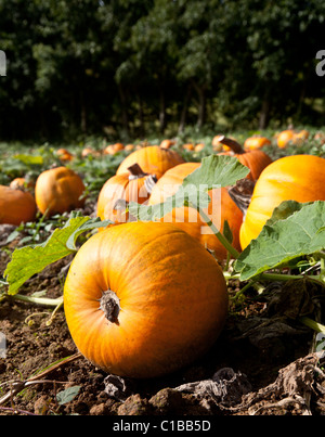 Citrouilles d'être récolté dans un champ à Surrey Banque D'Images