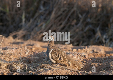 Pigeon de squatters Geophaps scripta Queensland Australie Banque D'Images