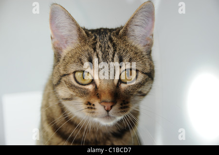 Chat tabby domestique regardant directement la caméra à l'intérieur. Banque D'Images