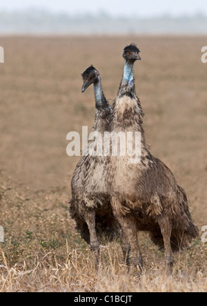 Emu Dromaius novaehollandiae Queensland Australie Banque D'Images