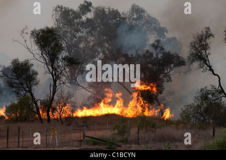 Feu de brousse dans le Queensland Austtralia Banque D'Images