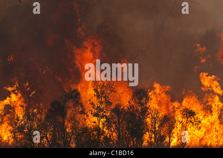 Feu de brousse dans le Queensland Austtralia Banque D'Images