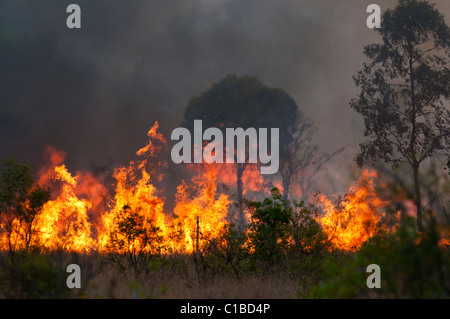 Feu de brousse dans le Queensland Austtralia Banque D'Images