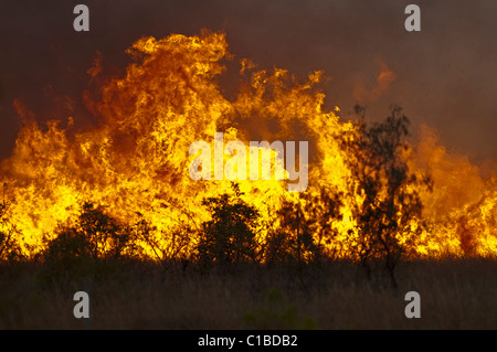 Feu de brousse dans le Queensland Austtralia Banque D'Images