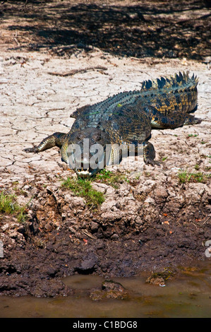 Crocodile australien dans le Kakadu National Park , Australie Banque D'Images