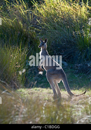 Macropus giganteus kangourou gris Queensland Australie Banque D'Images