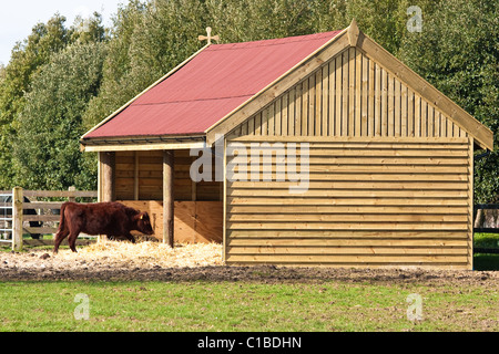 Marche de vache dans un hangar Banque D'Images