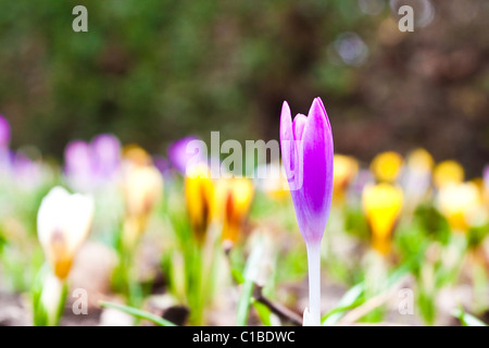 Fleur de crocus mauve dans un pré Banque D'Images