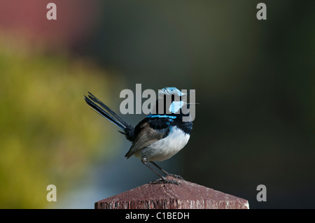 Fairy wren-superbe mâle Malurus cyaneus Queensland Australie Banque D'Images