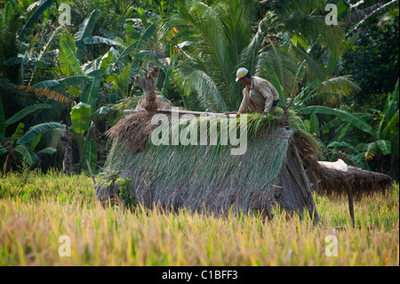 Un homme balinais thatches un nouveau toit pas d'une cabane dans un champ de riz en terrasses dans la campagne de Bali, Indonésie. Banque D'Images